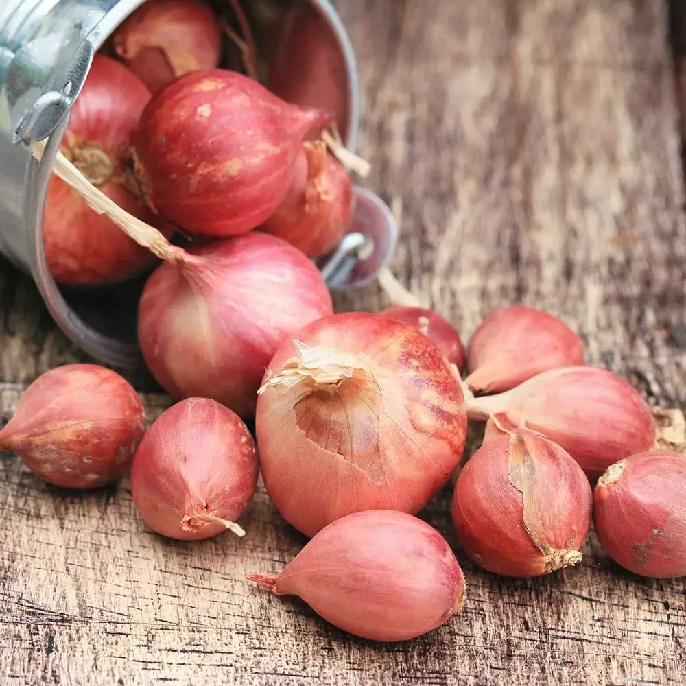 Dughagyma Salottahagyma Red Sun 22-44mm (250g)