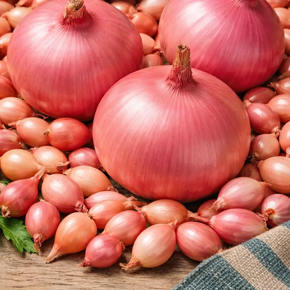 Dughagyma Rózsaszín Ptujski Rdeca Rosanna 14-19mm (250g)