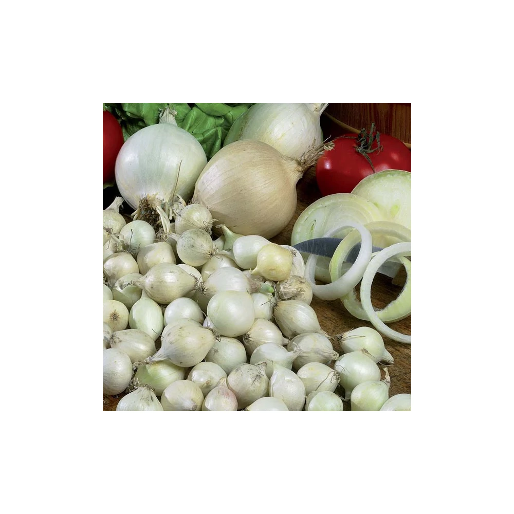 Dughagyma Fehér Snowball 14-19mm (250G)