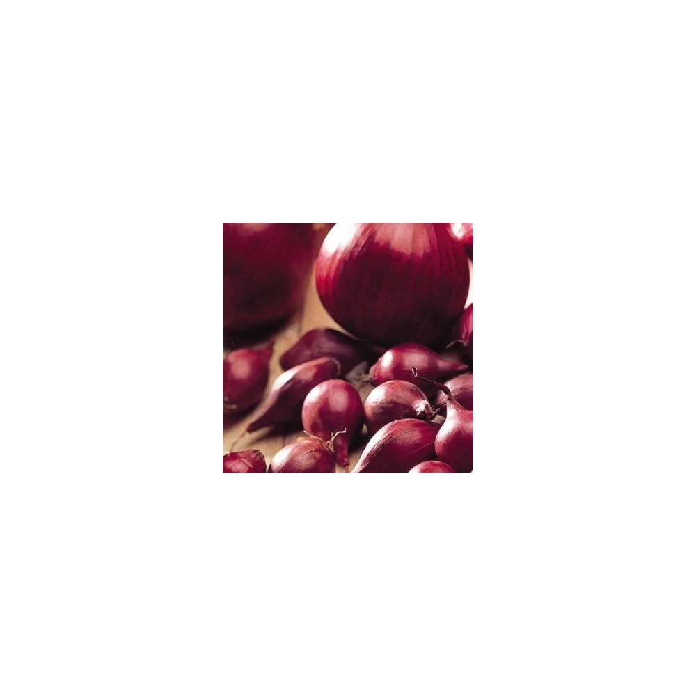 Dughagyma Lila Red Karmen14-19mm (250G)