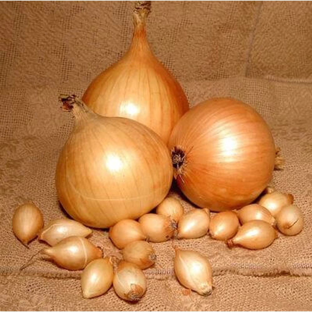 Dughagyma Sturon 14-19mm (250G)