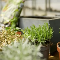 Kép 3/3 - Compo Bio palánta és fűszernövényföld 5L