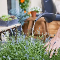 Kép 4/4 - Compo citrus és mediterrán tápoldat 500ml