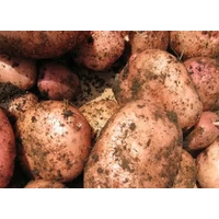 Kép 2/2 - Vetőburgonya Balatoni Rózsa 25-35mm közép korai (50db)