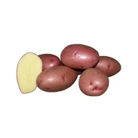 Kép 1/2 - Vetőburgonya Balatoni Rózsa 25-35mm közép korai (50db)