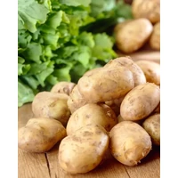 Kép 2/2 - Vetőburgonya Frieslander 25-35mm nagyon korai (50db)