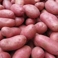 Kép 2/2 - Vetőburgonya Cherie 25-30mm Nagyon Korai (50db)