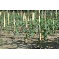 Kép 2/2 - Nortene Acacia Akáckaró 22X22mm 1,5M