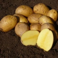 Kép 2/4 - Vetőburgonya Agria 28-35mm Közép Késői (50db)