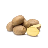 Kép 1/4 - Vetőburgonya Agria 28-35mm Közép Késői (50db)