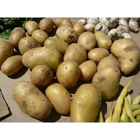 Kép 3/4 - Vetőburgonya Agria 28-35mm Közép Késői (50db)