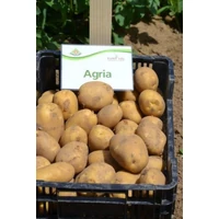 Kép 4/4 - Vetőburgonya Agria 28-35mm Közép Késői (50db)