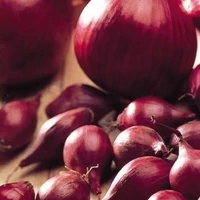 Kép 1/2 - Dughagyma Lila Red Karmen14-19mm (250G)
