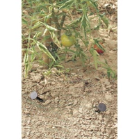 Kép 2/2 - NORTENE SPIKE műanyag leszúró tüske 12.5cm (20db)