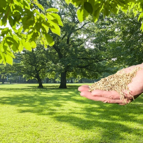 Polder Árnyéktűrő Fűmag Keverék 1kg