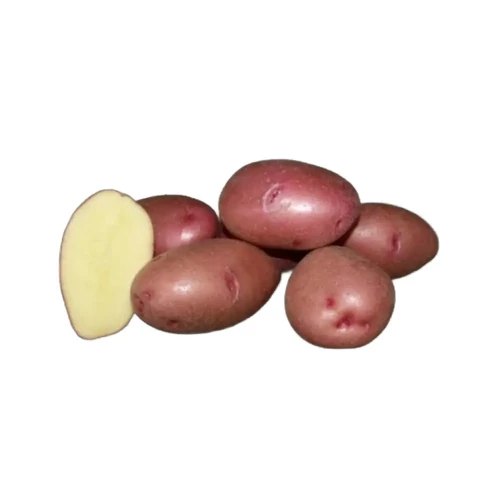 Vetőburgonya Balatoni Rózsa 25-35mm közép korai (50db)