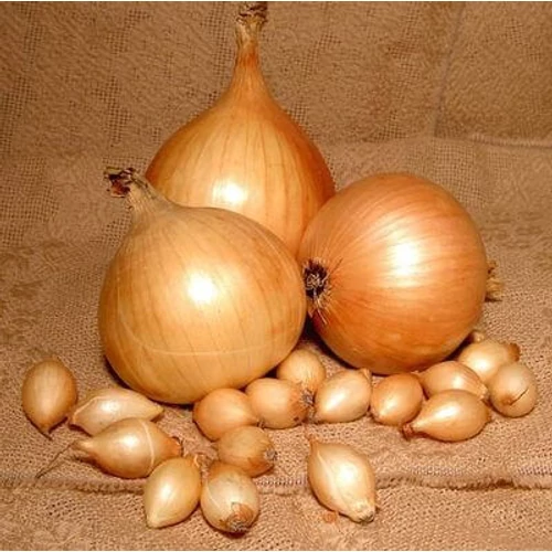 Dughagyma Sturon 14-19mm (250G)